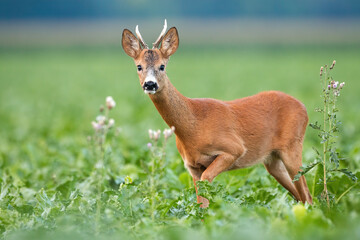 Alert roe deer, capreolus capreolus, buck approaching on a green field with wildflowers around. Male mammal with orange fur and antlers staring into camera. Animal wildlife coming closer.