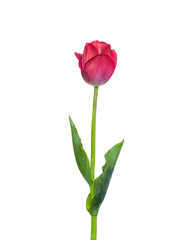 Fototapeta Red tulip flower isolated on white background obraz