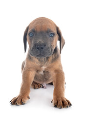 puppy cane corso