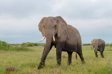 Naklejka na ściany i meble African elephant (Loxodonta africana) standing close on savanna, looking at camera, Amboseli national park, Kenya.
