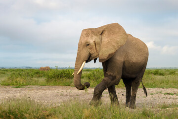 Obraz premium African elephant (Loxodonta africana) walking and eating grass on savanna, Amboseli national park, Kenya.