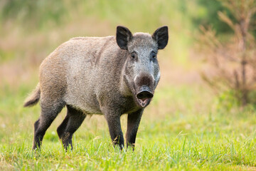 Wild boar, sus scrofa, standing with open mouth on grass in summer. Animal wildlife feedong on a meadow from side view. Brown swine looking to the camera on gren field.