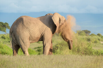 Naklejka na ściany i meble African elephant (Loxodonta africana) bull, throwing sand, Amboseli national park, Kenya.