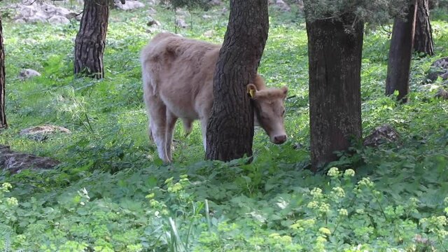 Una mucca si gratta su un albero