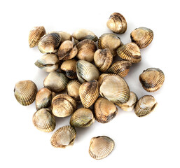 cockles in studio
