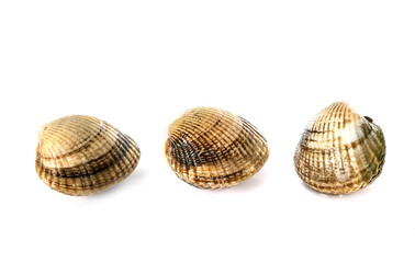 cockles in studio