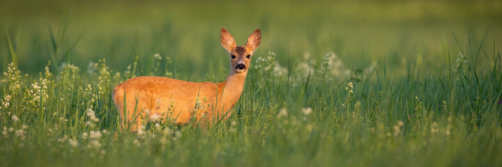 Roe deer, capreolus capreolus, doe standing on meadow in summer with copy space. Female mammal looking to the camera on pasture with space for text. Brown animal watching in wildflowers.
