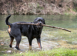 rottweiler in nature