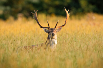 fallow deer, dama dama, with big anters looking on field in sunlight. Wild stag standing in long grass in spring sunset. Spotted mammal peeking out from meadow.