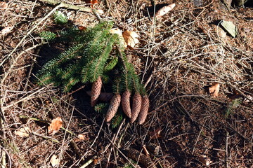 pinecones in the forest