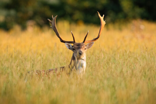 fallow deer, dama dama, with big anters looking on field in sunlight. Wild stag standing in long grass in spring sunset. Spotted mammal peeking out from meadow.