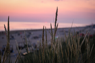 Obraz premium reeds at sunset