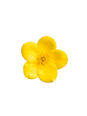 Ranunculus single small soft yellow color blossoming garden flower with petals close up isolated on white top view