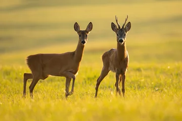 Gardinen Zwei Rehe, Capreolus Capreolus, stehend auf Lichtung im Sommer bei Gegenlicht. Ein paar braune Tiere, die auf der sonnigen Wiese in die Kamera schauen. Männliche und weibliche Säugetiere beobachten auf dem Feld im Sonnenlicht. © WildMedia