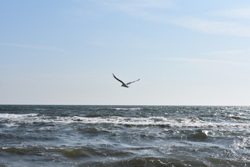 seagull in Marielyst, Falster, Denmark