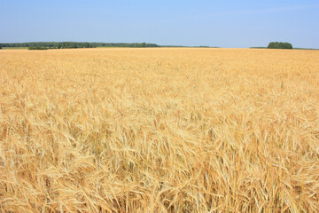 Golden ears of wheat in the field