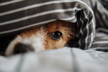 Pet under blanket in bed. Portrait of sad dog warms in cold weather