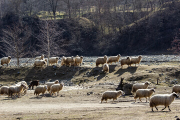 Sheep in the pasture
