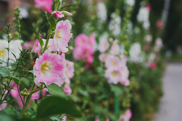 Pink mallow flower in a flowerbed against a background of green leaves