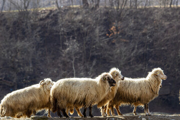 Flock of sheep on the pasture