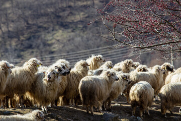 Sheep in the pasture