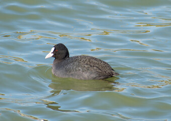 Water bird- Common Coot. The bird floats on the calm water of the Danube.
