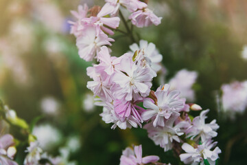 Light pink flowers of the plant soapwort officinalis on a background of greenery