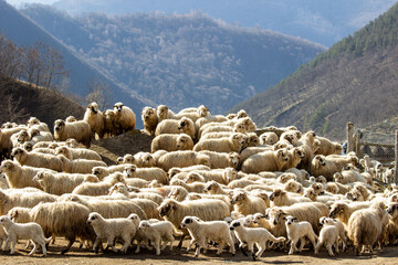 Flock of sheep on the pasture