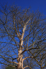 Kahler Baum mit Ästen im Winter