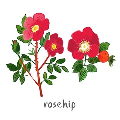 Rosehip plant with flowers, leaves isolated on white. Field summer flower for alternative treatment, traditional medicine, home decor. Plant element for a bouquet of wild herbs. Vector illustration