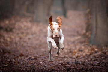 Bracco Italiano running fast in the forest