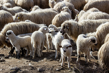 Young lambs in the pasture