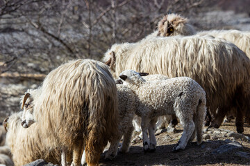 Sheep in the pasture