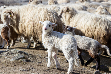 Young lambs in the mountains of Romania