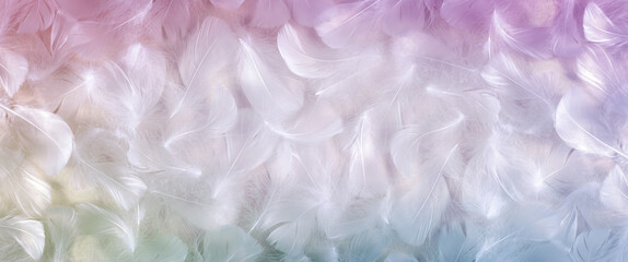 White and Rainbow coloured feather background banner - fluffy white feathers laid flat with a...
