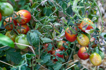 Tomato fruits damaged by bacterial disease. Moisture cracked tomatoes. Tomatoes dried up from pests. - 417336289