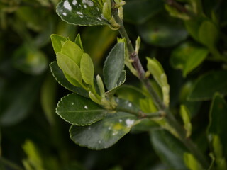 Obraz premium Leaves in spring