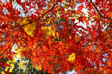 銀杏と紅葉　紅葉狩り　（高知市　竹林寺）