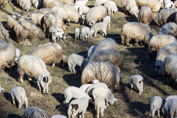 Sheep in the pasture