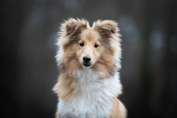 Portrait of a young Shetland sheepdog male