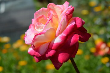 pink rose