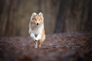 Shetland Sheepdog puppy running in the forest