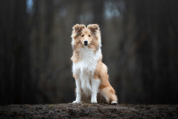 Sheltie puppy sitting in the forest