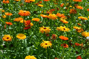 orange marigold a lot on the field
