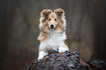 Portrait of a young Sheltie puppy