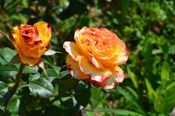 orange rose in garden