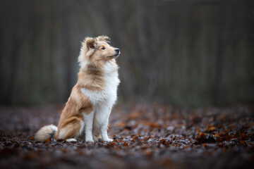 Shetland Sheepdog puppy in the forest