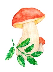 watercolor drawing porcini, element, mushroom