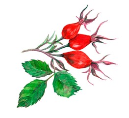 watercolor drawing rosehip fruit, element, berry, isolated