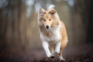 Portrait of a young Shetland Sheepdog puppy running
